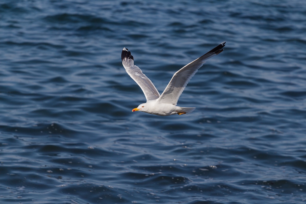 A seagull flies across the ocean