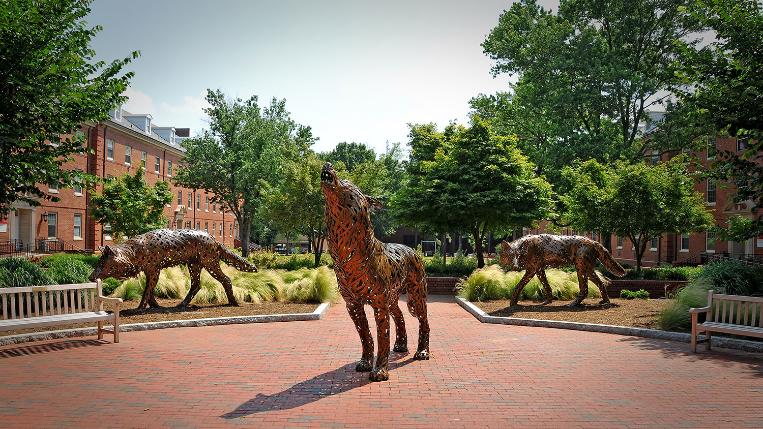 copper wolf sculptures on NC State's campus