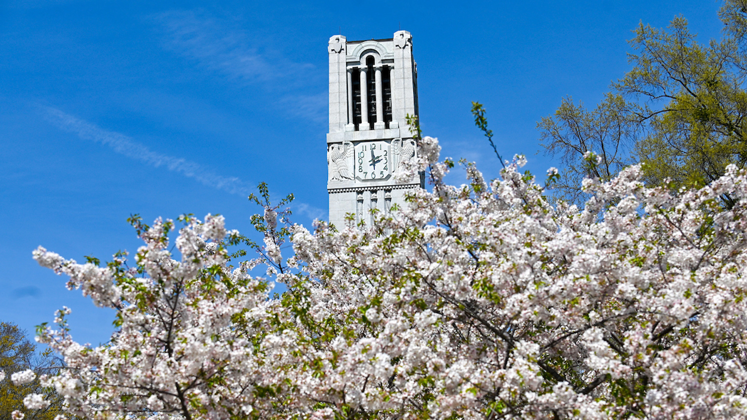 White flowers bloom on a tree in front of the Bell Tower