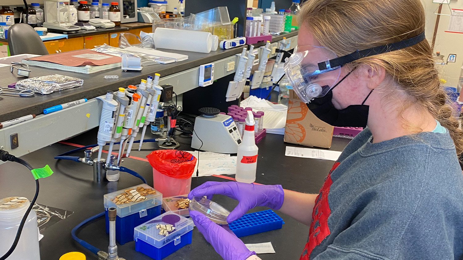Katie Traynelis examines an E-Coli plate in the lab