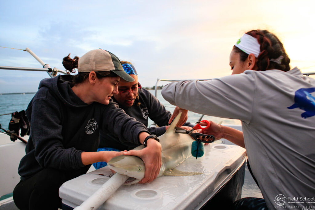 Cameron Angulo and two other researchers work on a small shark on the deck of a boat