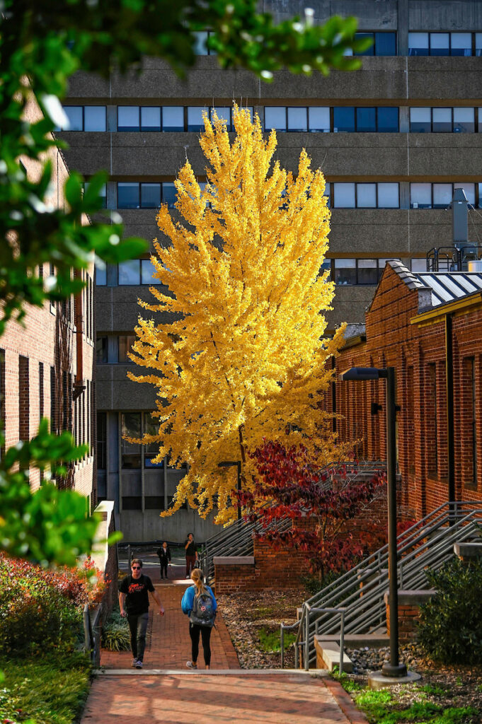 Students walk by the ginkgo tree next to Park Shops while it is in full yellow color this fall
