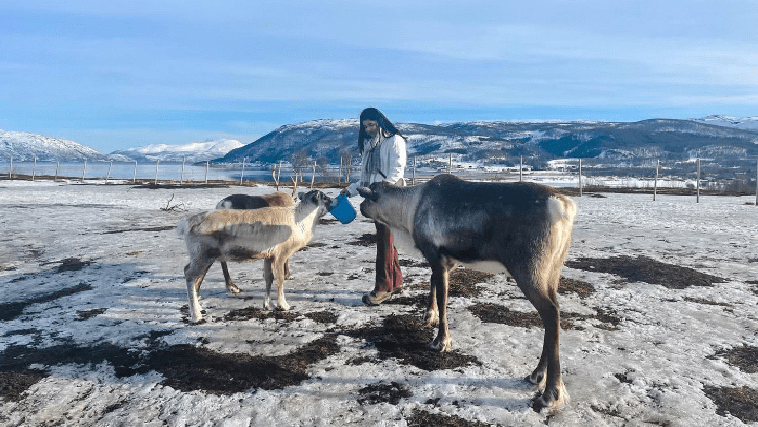Recent Honors Program graduate Krupa Bharodiya feeding reindeer while studying abroad in Denmark.