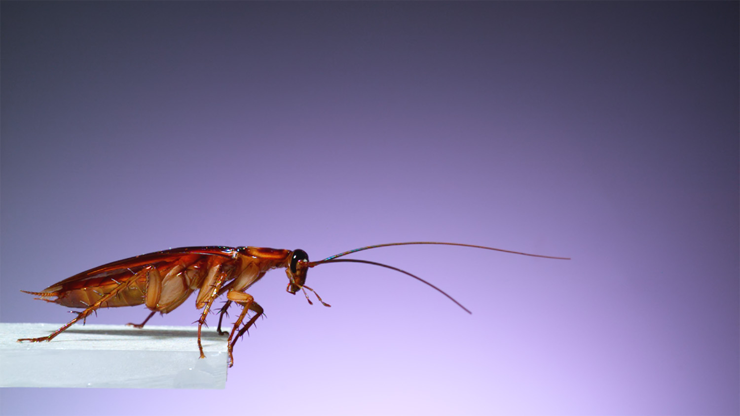 Nicolás Galvez's image of a cockroach preparing to jump off a surface won the Undergraduate Photography first prize in the Envisioning Research contest.