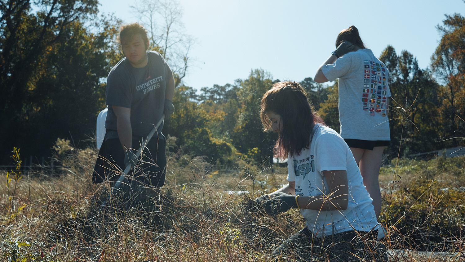 Students in the Fall 2023 "Defining Sustainability" first year Honors seminar spend their Saturday morning volunteering out at NC State's Agroecology Farm on Lake Wheeler Road thanks to a curricularly-supplemental outside-of-class event hosted by their Honors Fellow, Isaac Paolino.