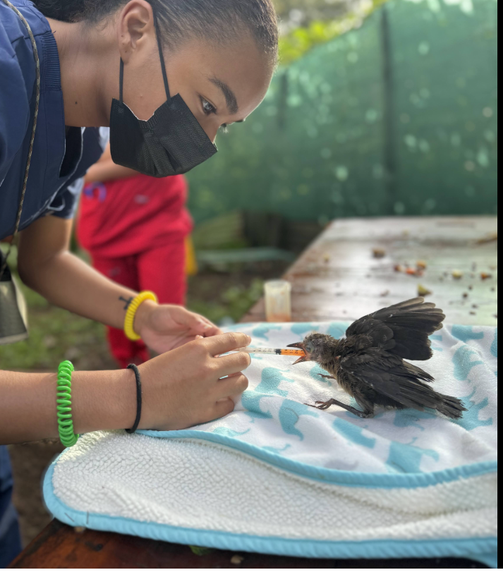 Honors student and veterinary school hopeful, Lai'la Harris, administers a syringe of food to an orphaned bird while studying wildlife management and conservation abroad in Costa Rica during the summer of 2024.