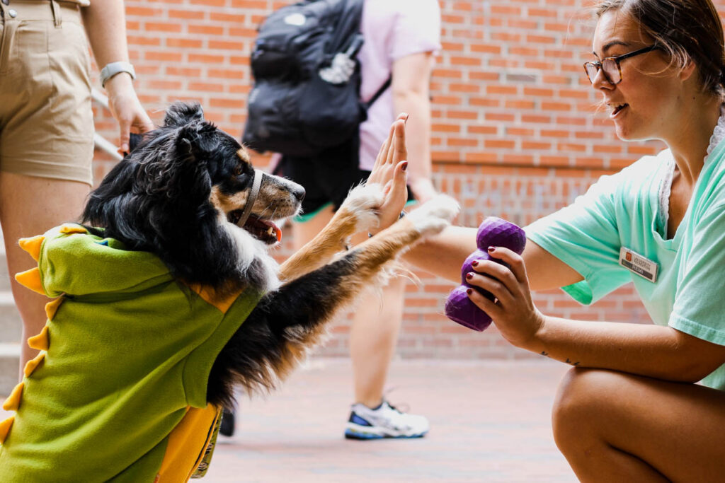 A student high-fives a dog in a dinosaur costume at a Pause for Paws event. 